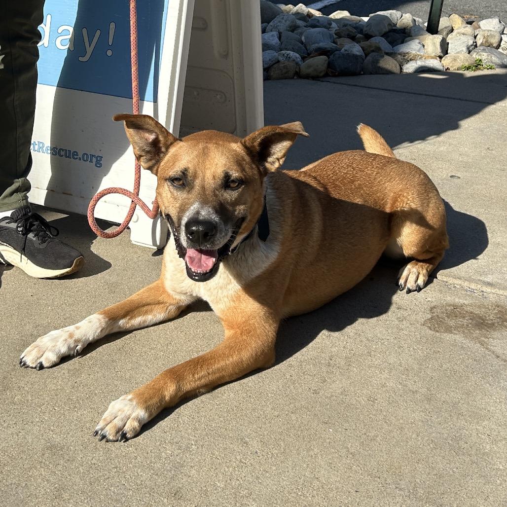 Mooney, a Adoptable mixed breed in Potomac, MD image 6/6