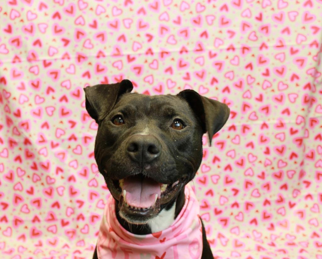 Charlie, Adoptable, Adult Female Mixed Breed.