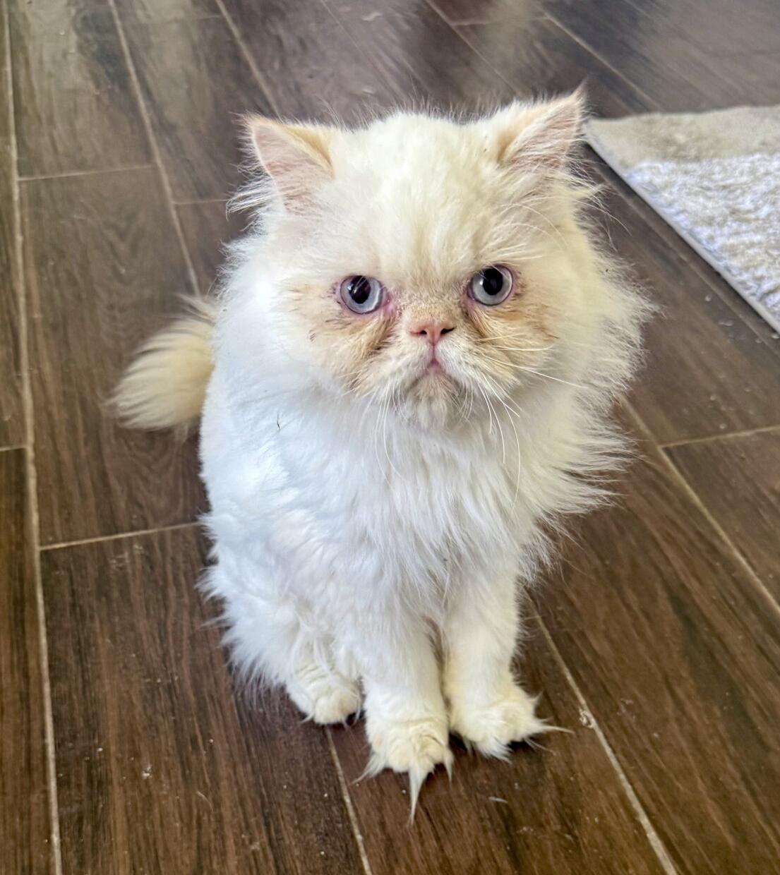 MILO, adopted, Young Male Himalayan.