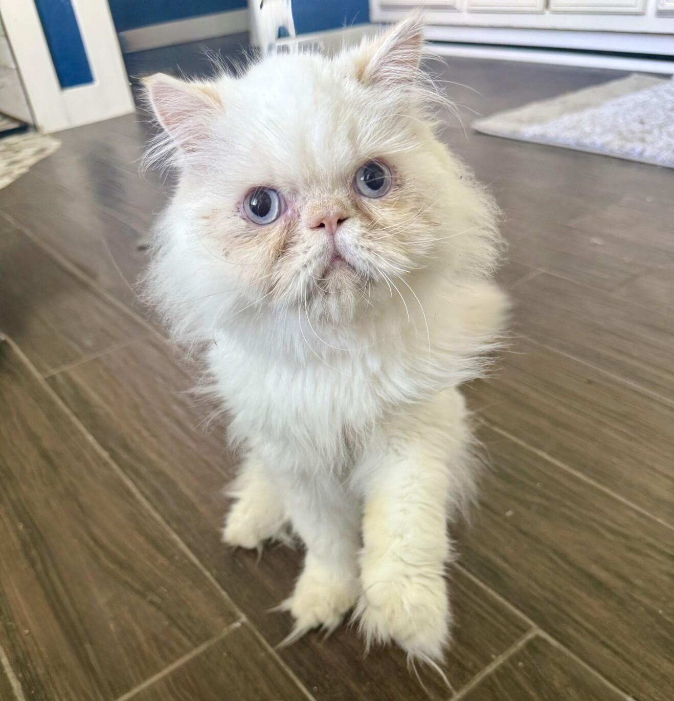 Enlarge MILO, an adopted Himalayan in Louisville, TN image 3/3