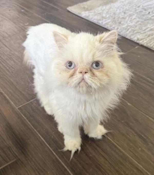 Enlarge MILO, an adopted Himalayan in Louisville, TN image 2/3