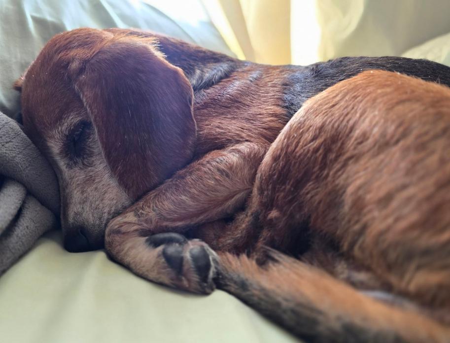 Enlarge Ruby, a Adoptable Beagle in Austin, AR image 3/4
