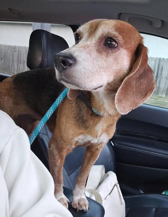 Enlarge Ruby, a Adoptable Beagle in Austin, AR image 2/4