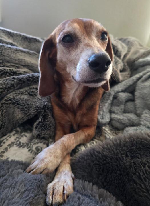 Enlarge Ruby, a Adoptable Beagle in Austin, AR image 1/4