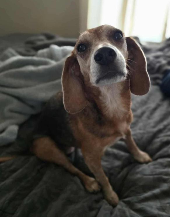Enlarge Ruby, a Adoptable Beagle in Austin, AR image 4/4