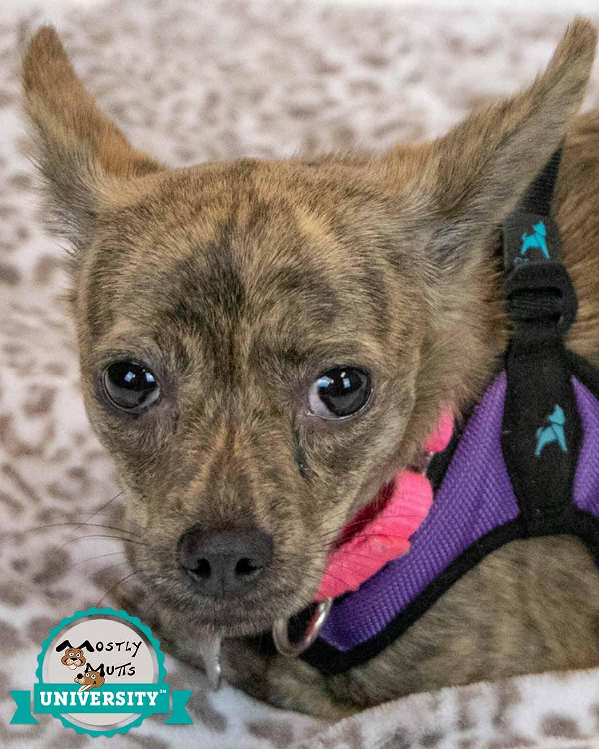 Enlarge Zola, an adopted mixed breed in Kennesaw, GA image 1/6