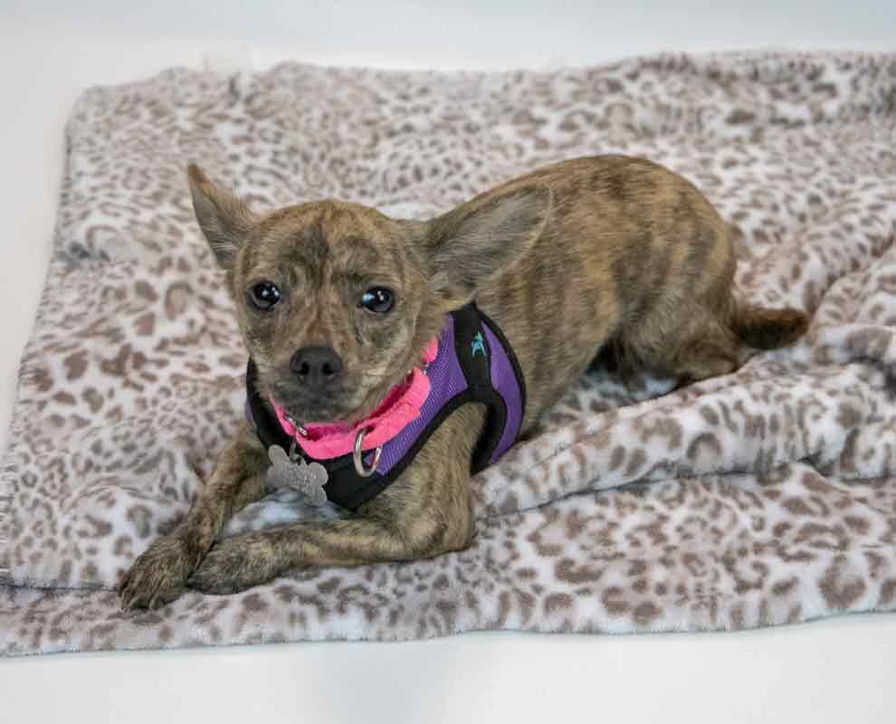 Enlarge Zola, an adopted mixed breed in Kennesaw, GA image 2/6