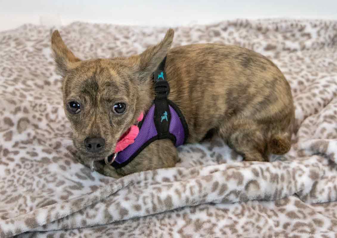 Enlarge Zola, an adopted mixed breed in Kennesaw, GA image 4/6