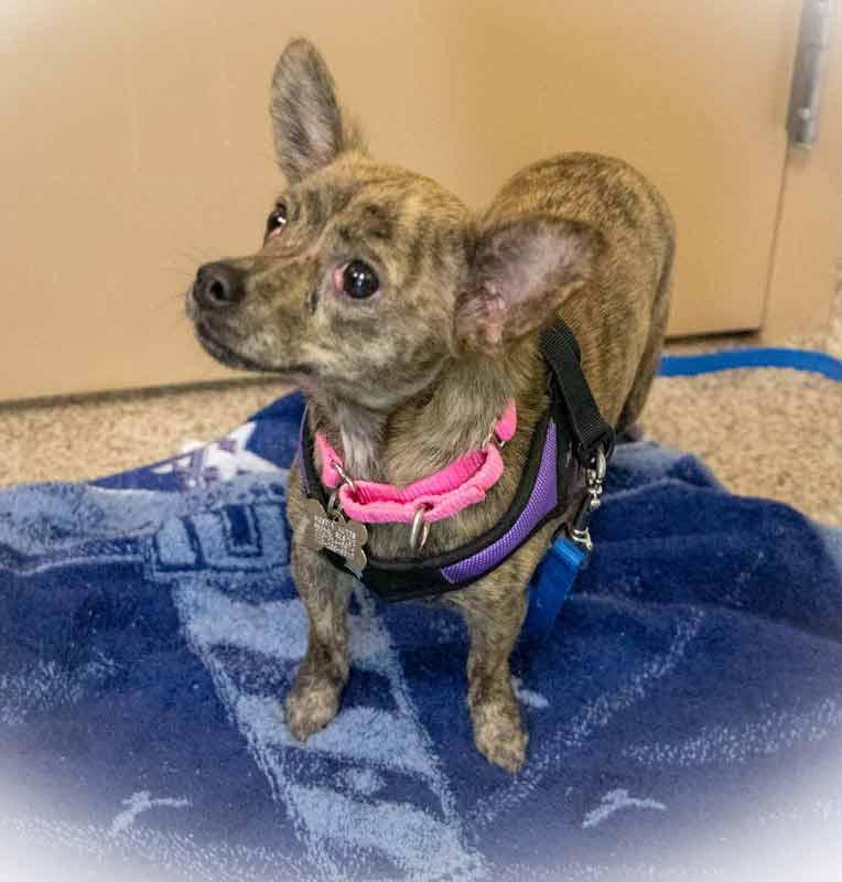 Enlarge Zola, an adopted mixed breed in Kennesaw, GA image 3/6