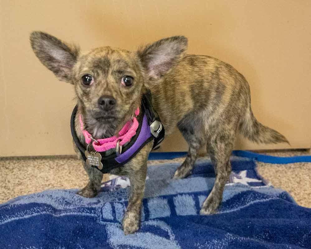 Enlarge Zola, an adopted mixed breed in Kennesaw, GA image 6/6