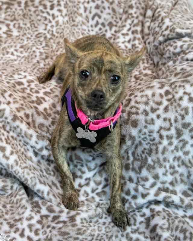 Enlarge Zola, an adopted mixed breed in Kennesaw, GA image 5/6