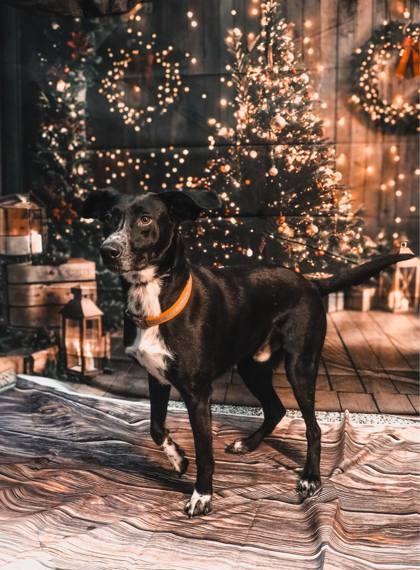 Enlarge Dozer, a Adoptable mixed breed in Vincennes, IN image 1/2