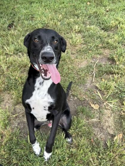 Dozer, a Adoptable mixed breed in Vincennes, IN image 1/2