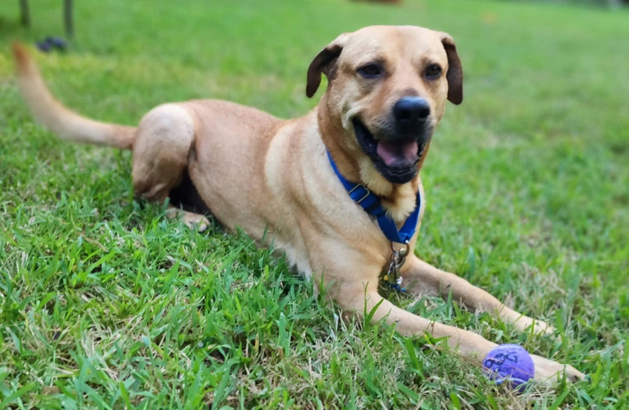 Butters, a Adoptable mixed breed in Cheektowaga, NY image 2/6