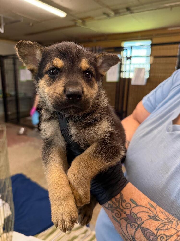 Jo, Adoptable, Adult Female Shepherd & Mixed Breed.