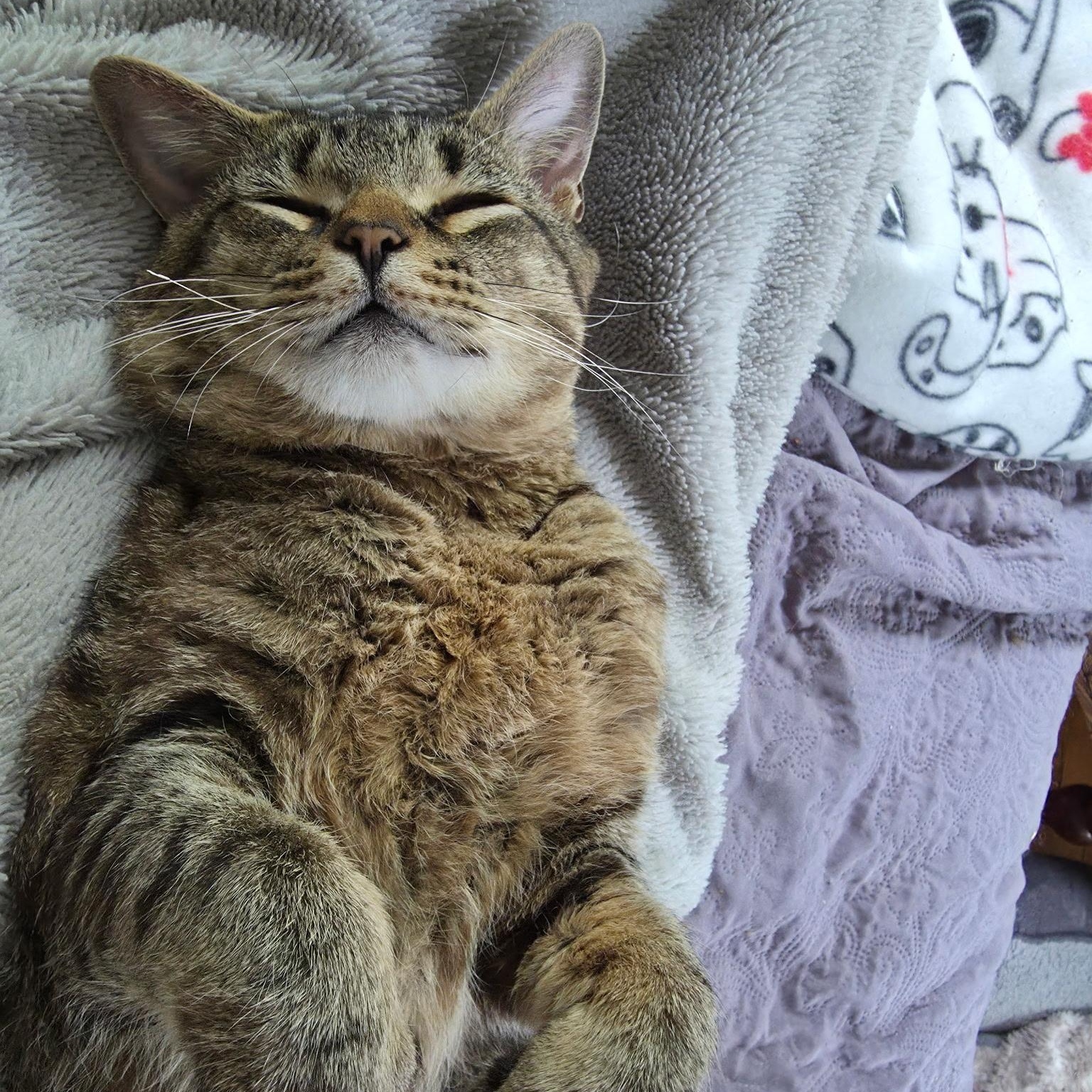 Preacher CoCo, adopted, Young Male Domestic Short Hair.