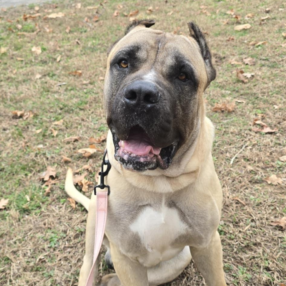 Enzo, Adoptable, Adult Male Cane Corso.