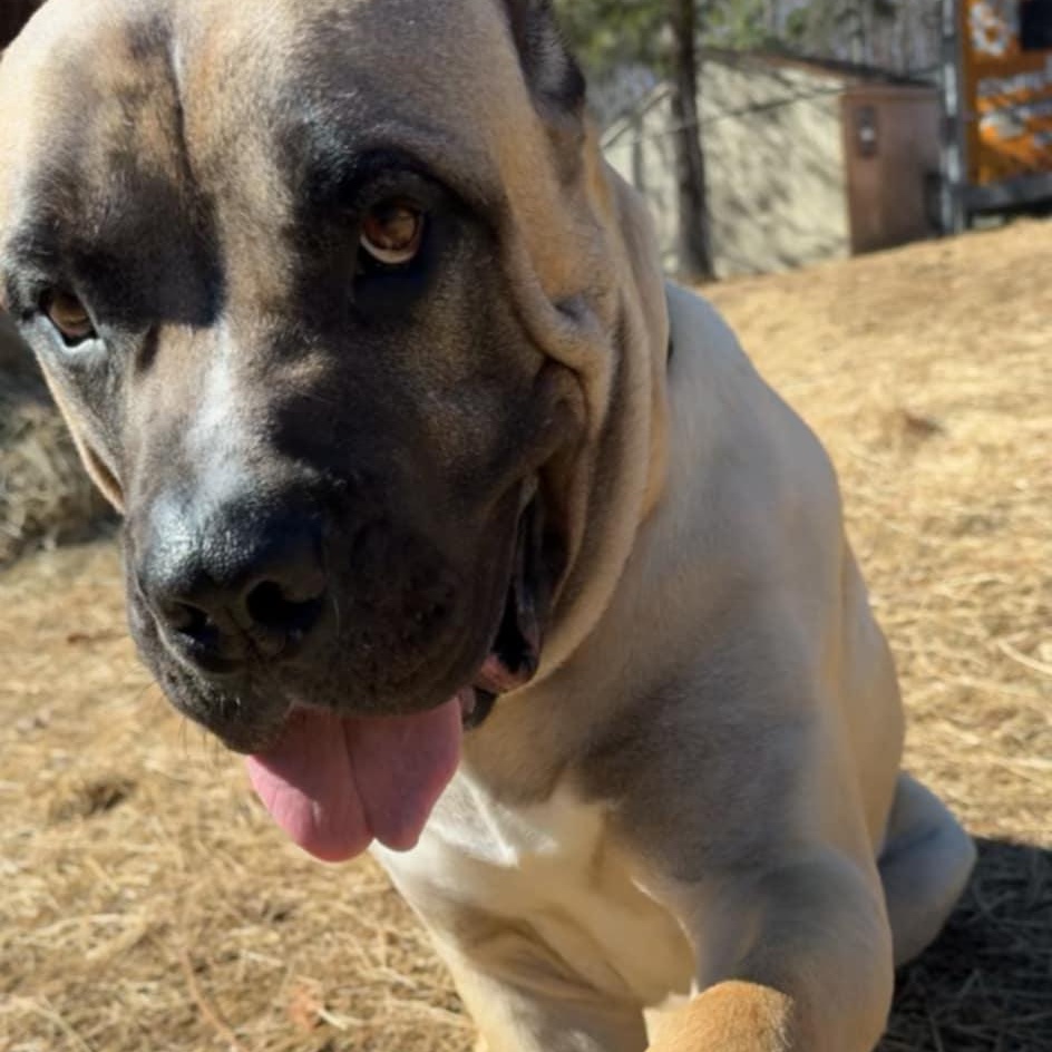 Enlarge Enzo, a Adoptable Cane Corso in Orange, VA image 5/6