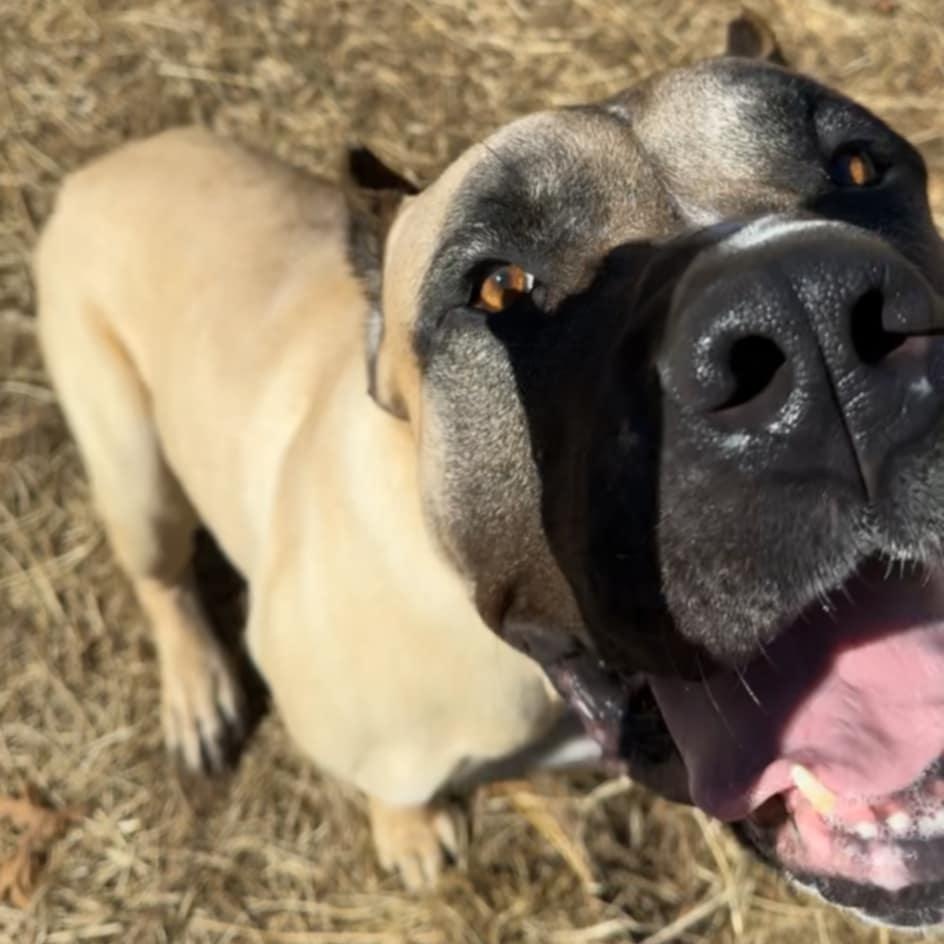 Enlarge Enzo, a Adoptable Cane Corso in Orange, VA image 3/6