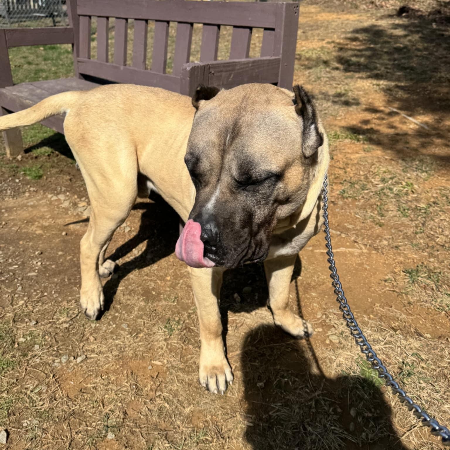 Enlarge Enzo, a Adoptable Cane Corso in Orange, VA image 4/6