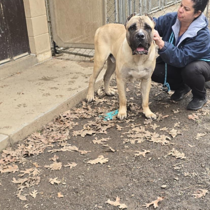 Enlarge Enzo, a Adoptable Cane Corso in Orange, VA image 6/6