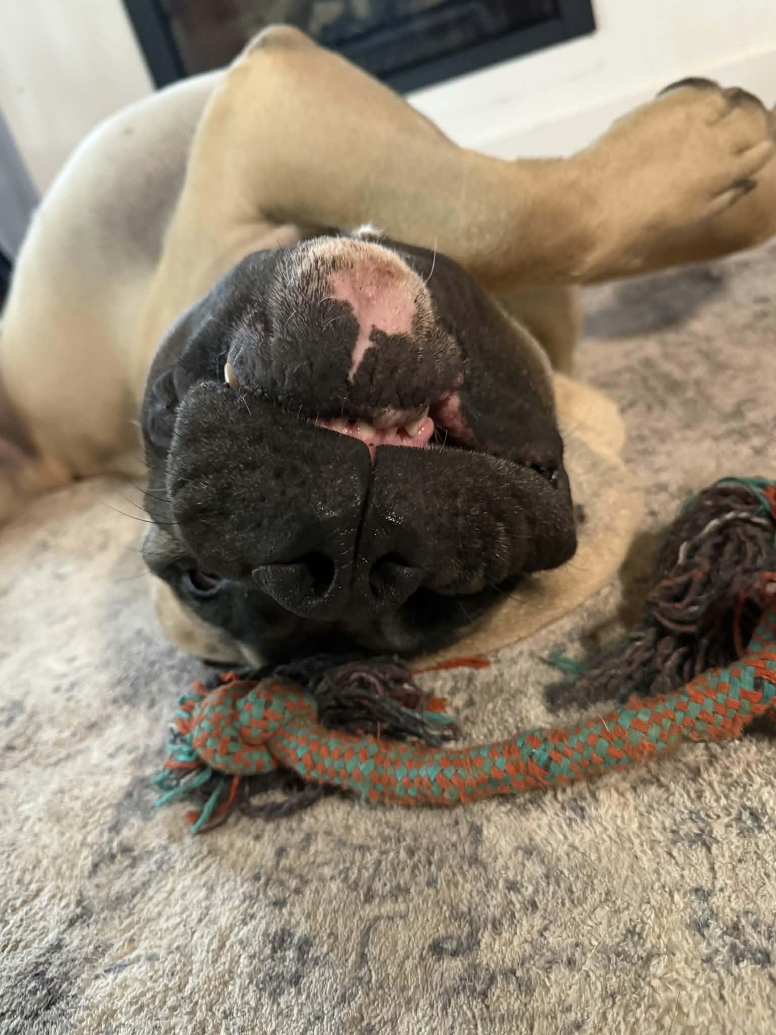 Enzo, an adoptable Cane Corso in Orange, VA image 2/6