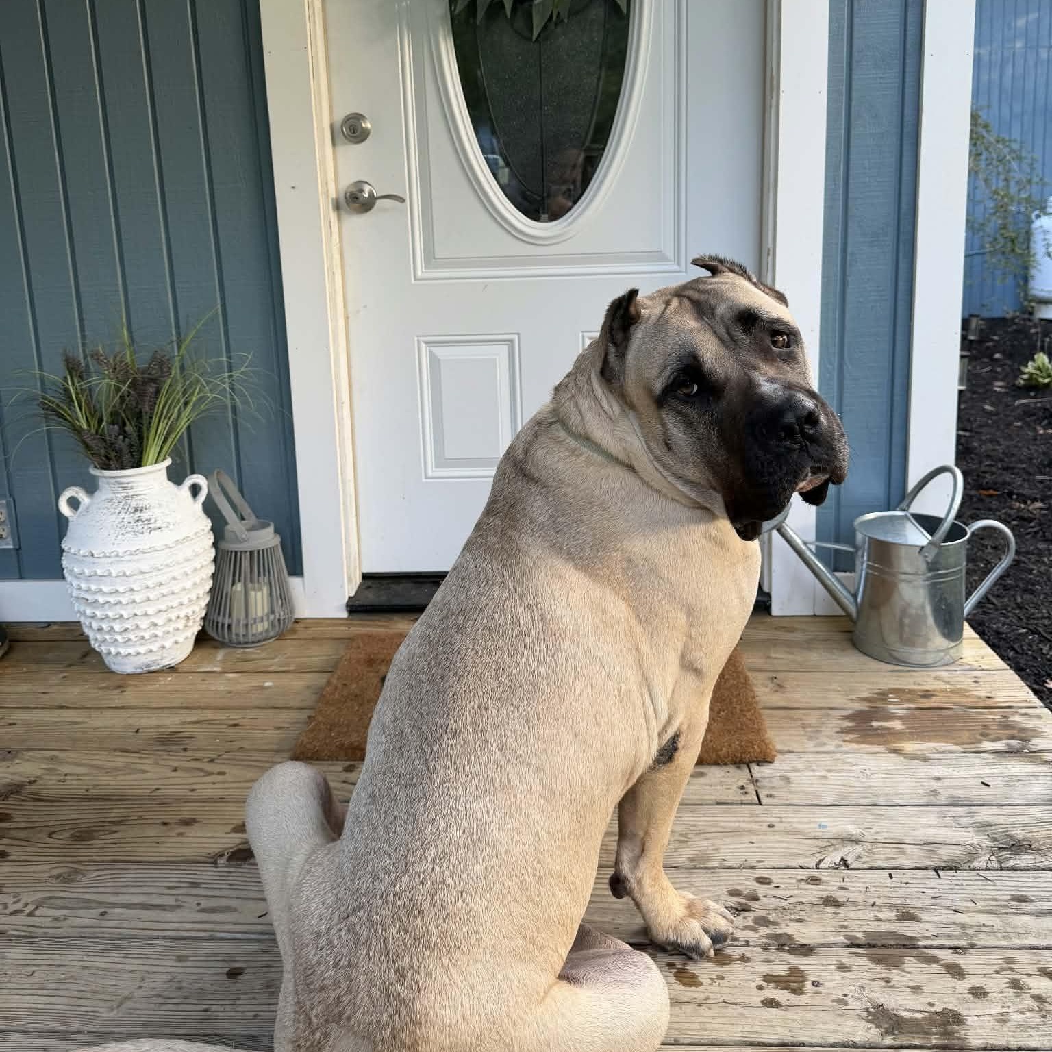 Enzo, adoptable, Adult Male Cane Corso.