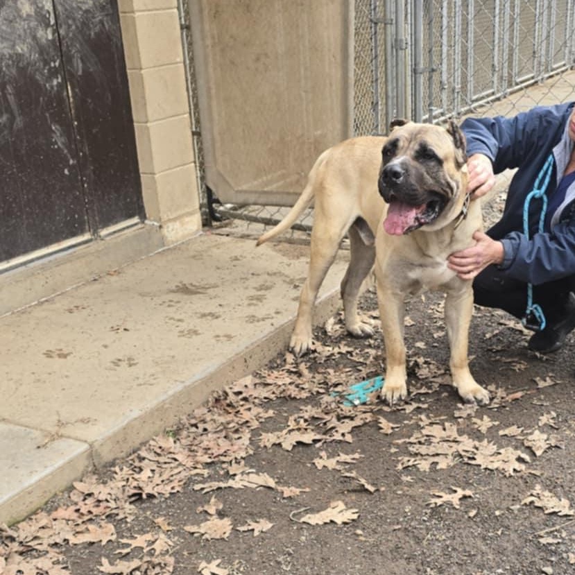 Enlarge Enzo, a Adoptable Cane Corso in Orange, VA image 2/6