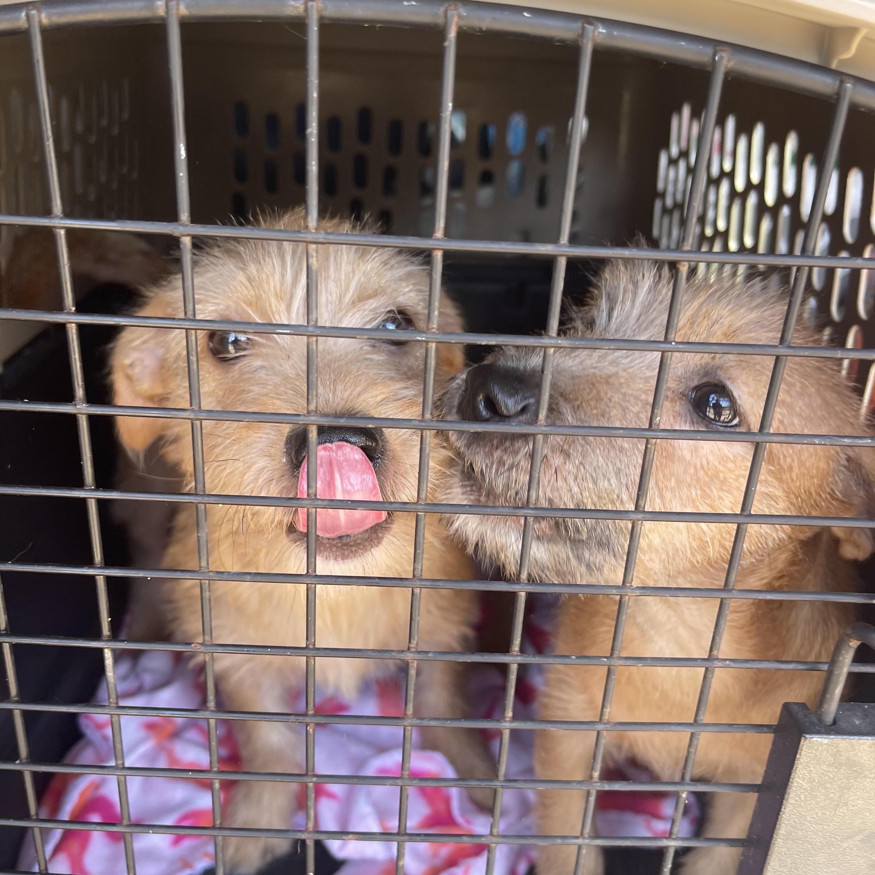 Sabrina, Adoptable, Puppy Female Cairn Terrier & Border Terrier.