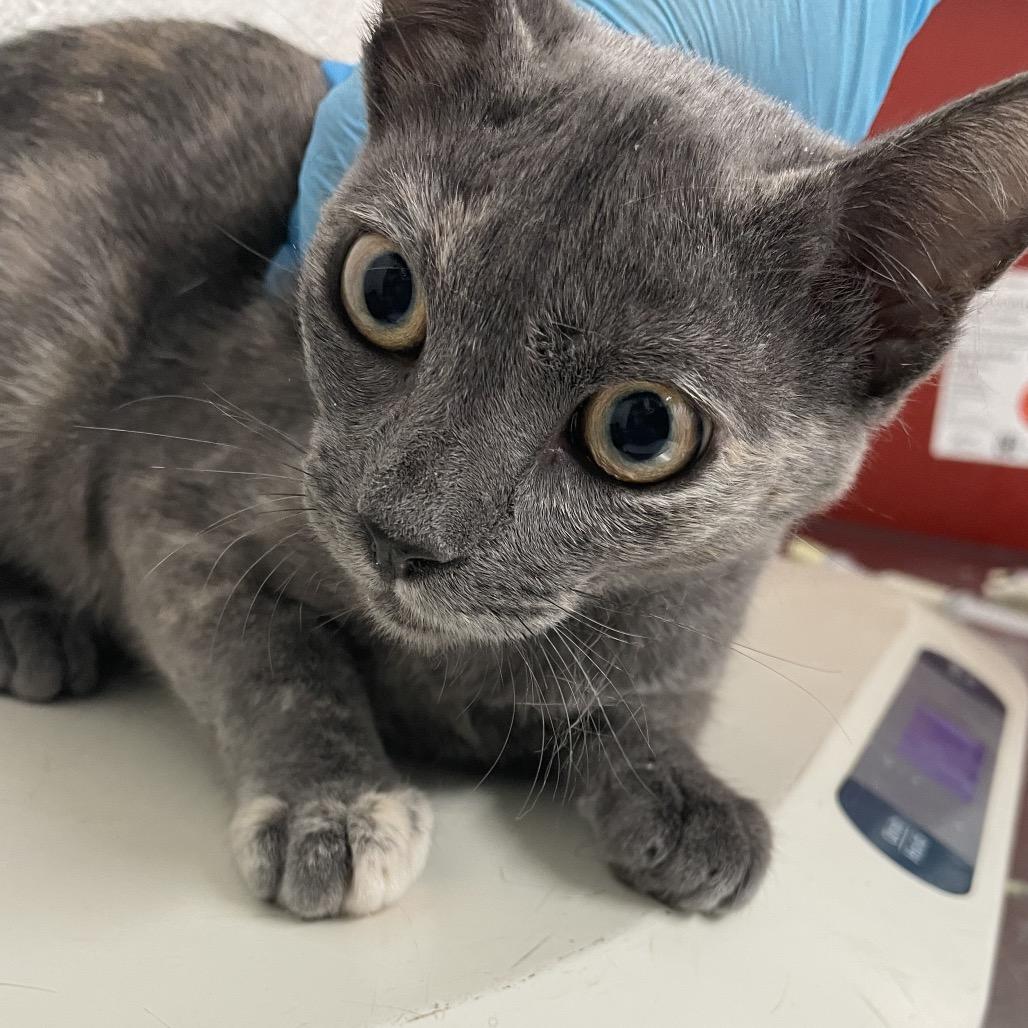 Enlarge Hazel, a Adoptable Domestic Short Hair in Edinburg, TX image 1/1