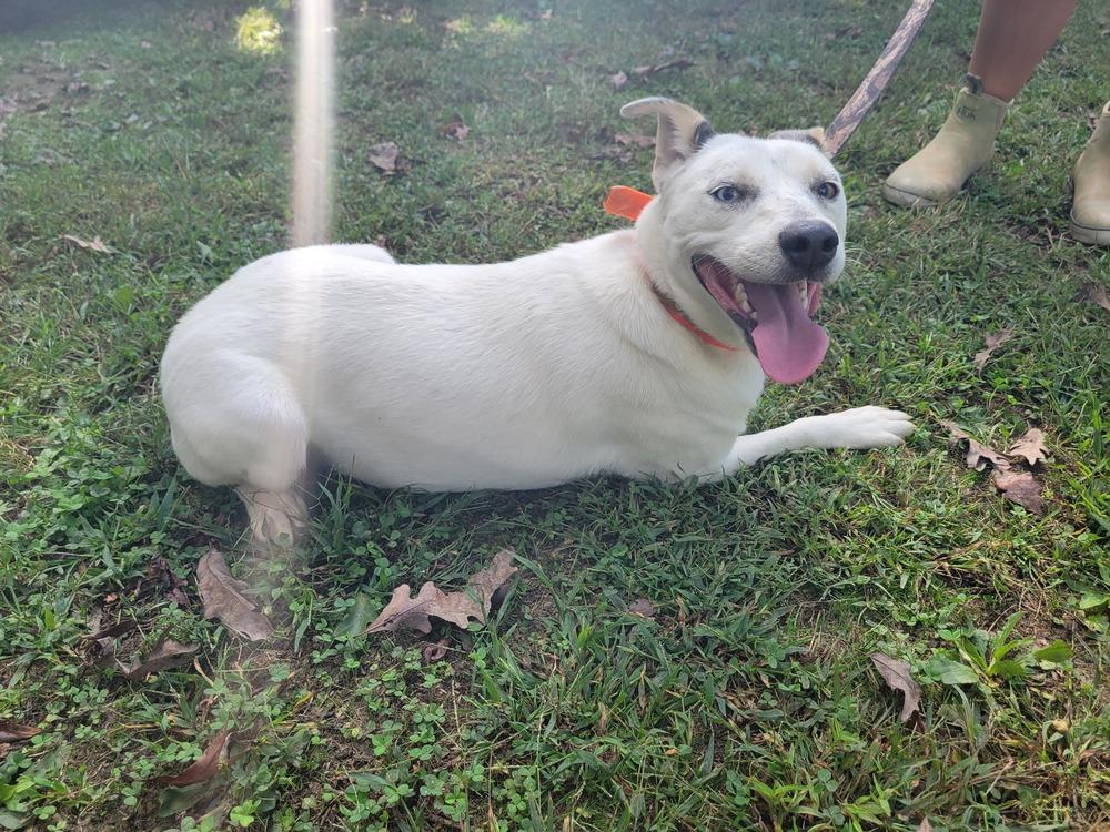Everest, Adoptable, Adult Female Hound & Husky.