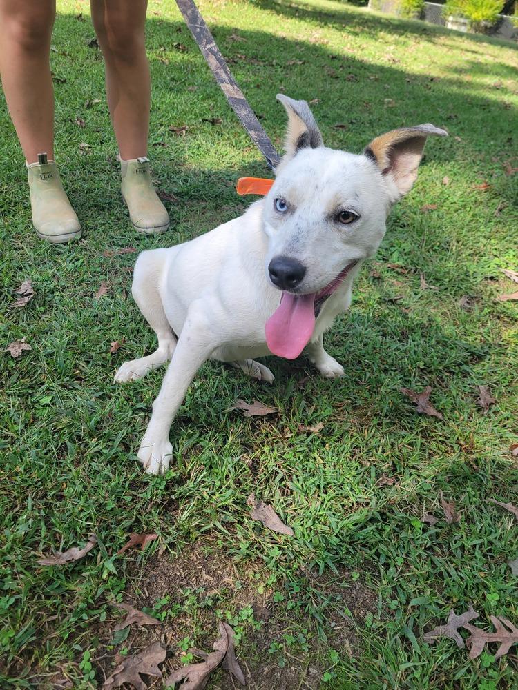Everest, a Adoptable mixed breed in Louisa, VA image 2/6