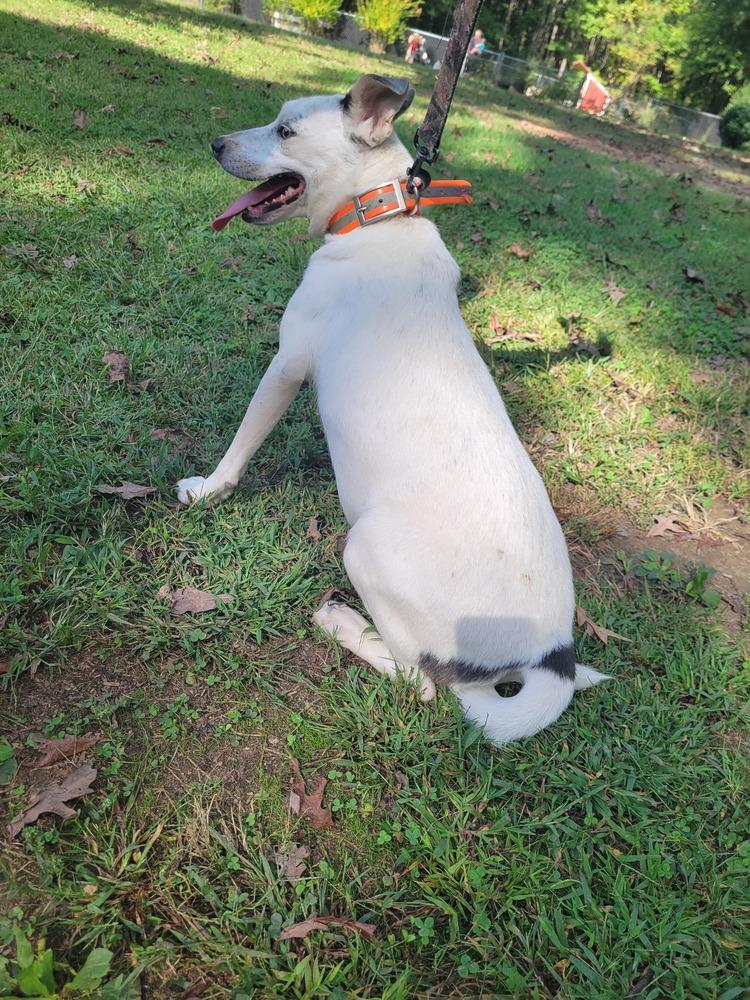 Everest, a Adoptable mixed breed in Louisa, VA image 3/6