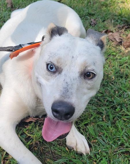 Everest, a Adoptable mixed breed in Louisa, VA image 4/6