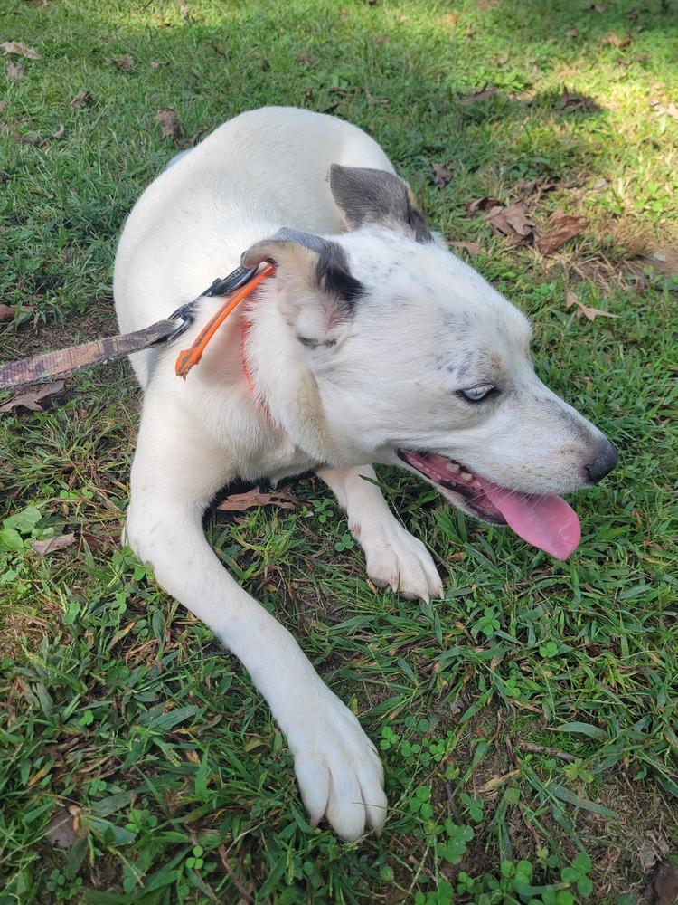 Everest, Adoptable, Adult Female Hound & Husky.