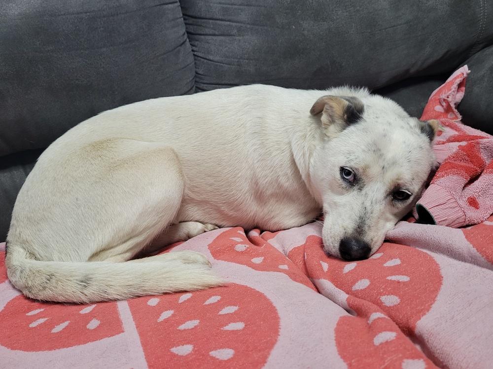 Enlarge Everest, a Adoptable mixed breed in Louisa, VA image 4/5