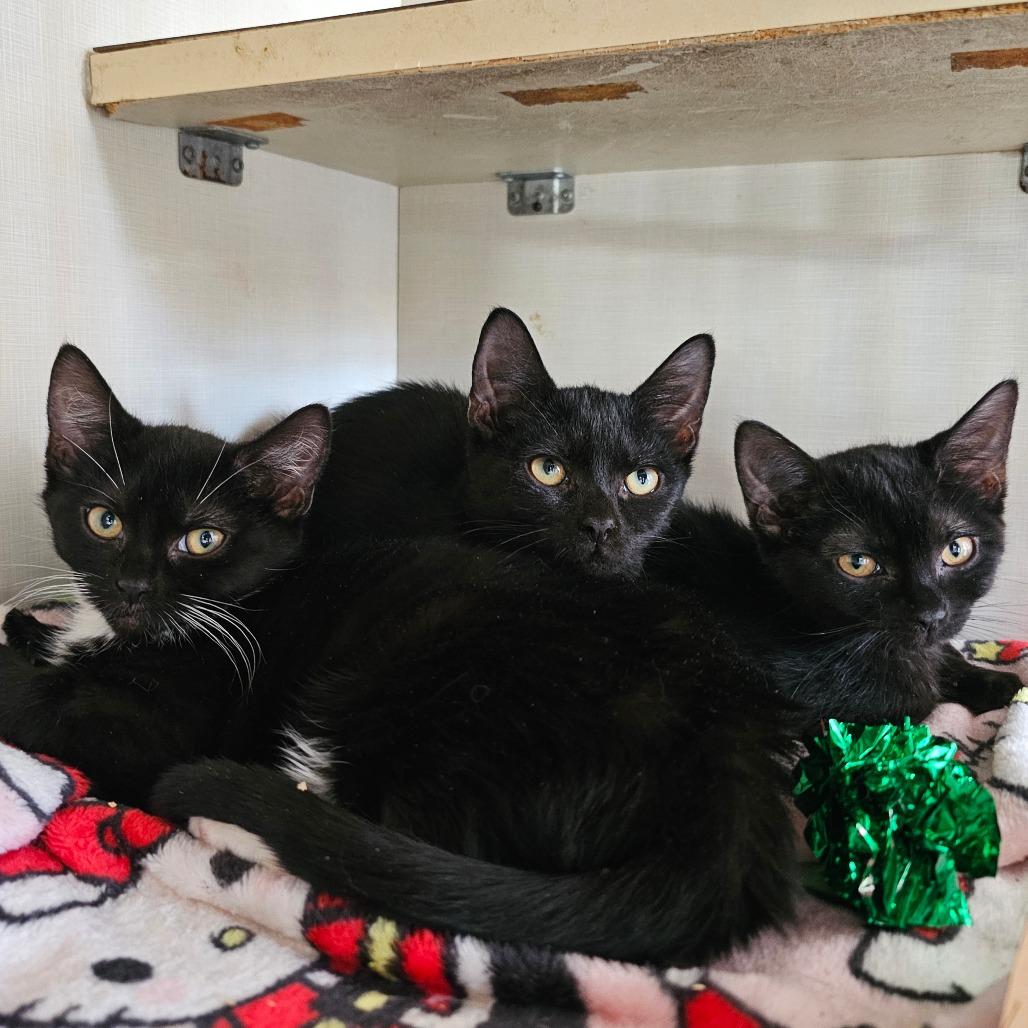 Lida — thumbnail 4