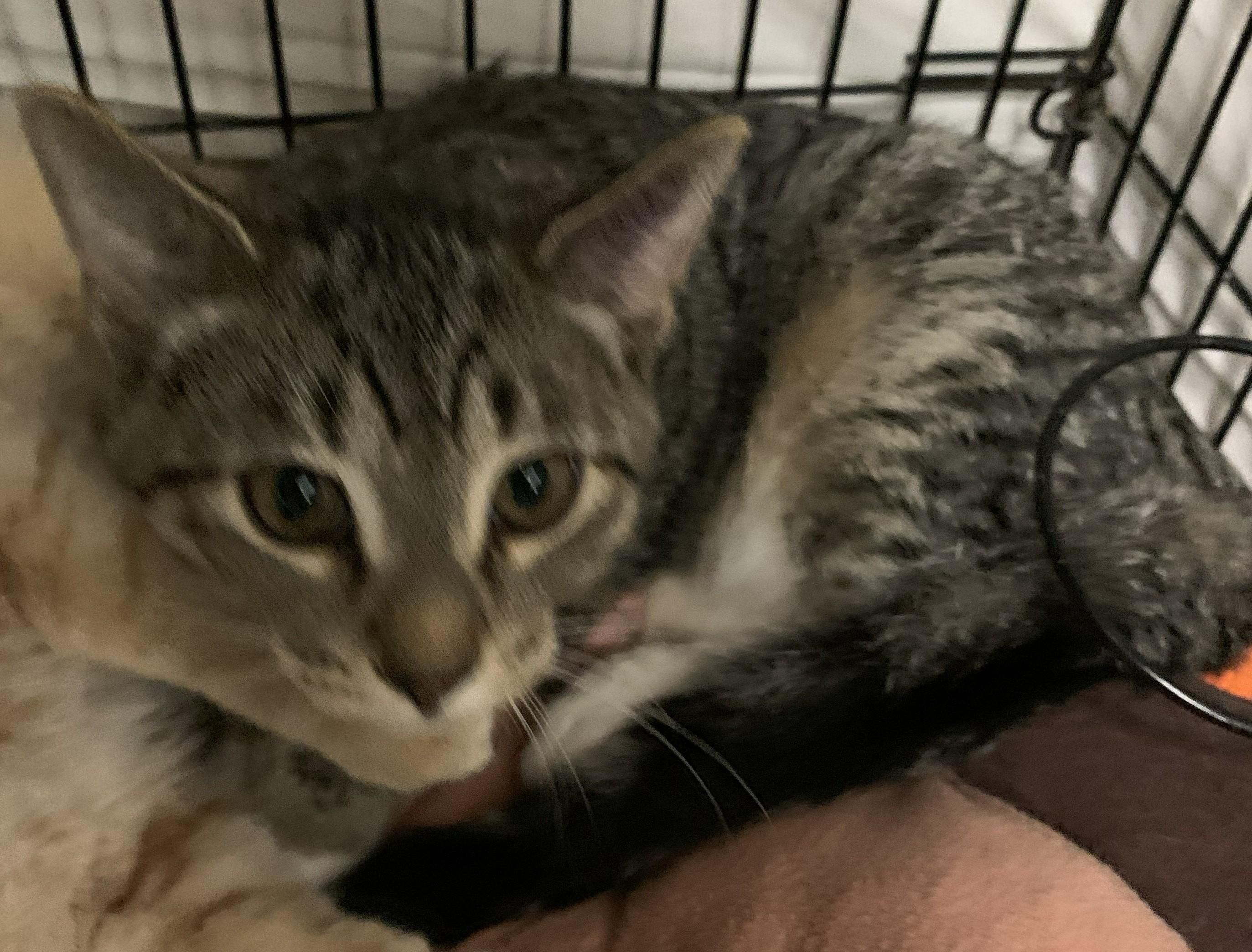 Ticky25, Adoptable, Kitten Male Domestic Short Hair.