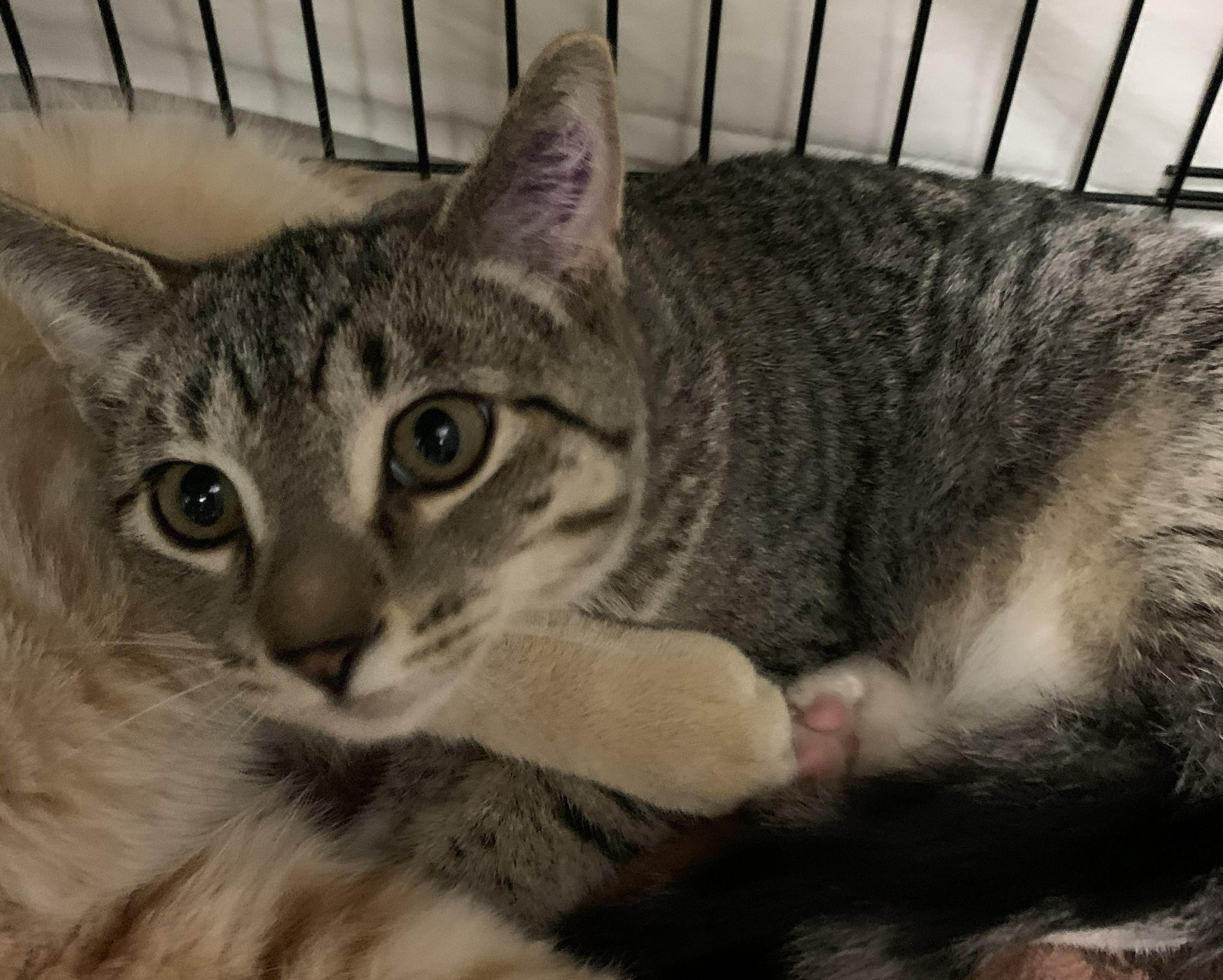 Ticky25, a Adoptable Domestic Short Hair in Milwaukee, WI image 2/5