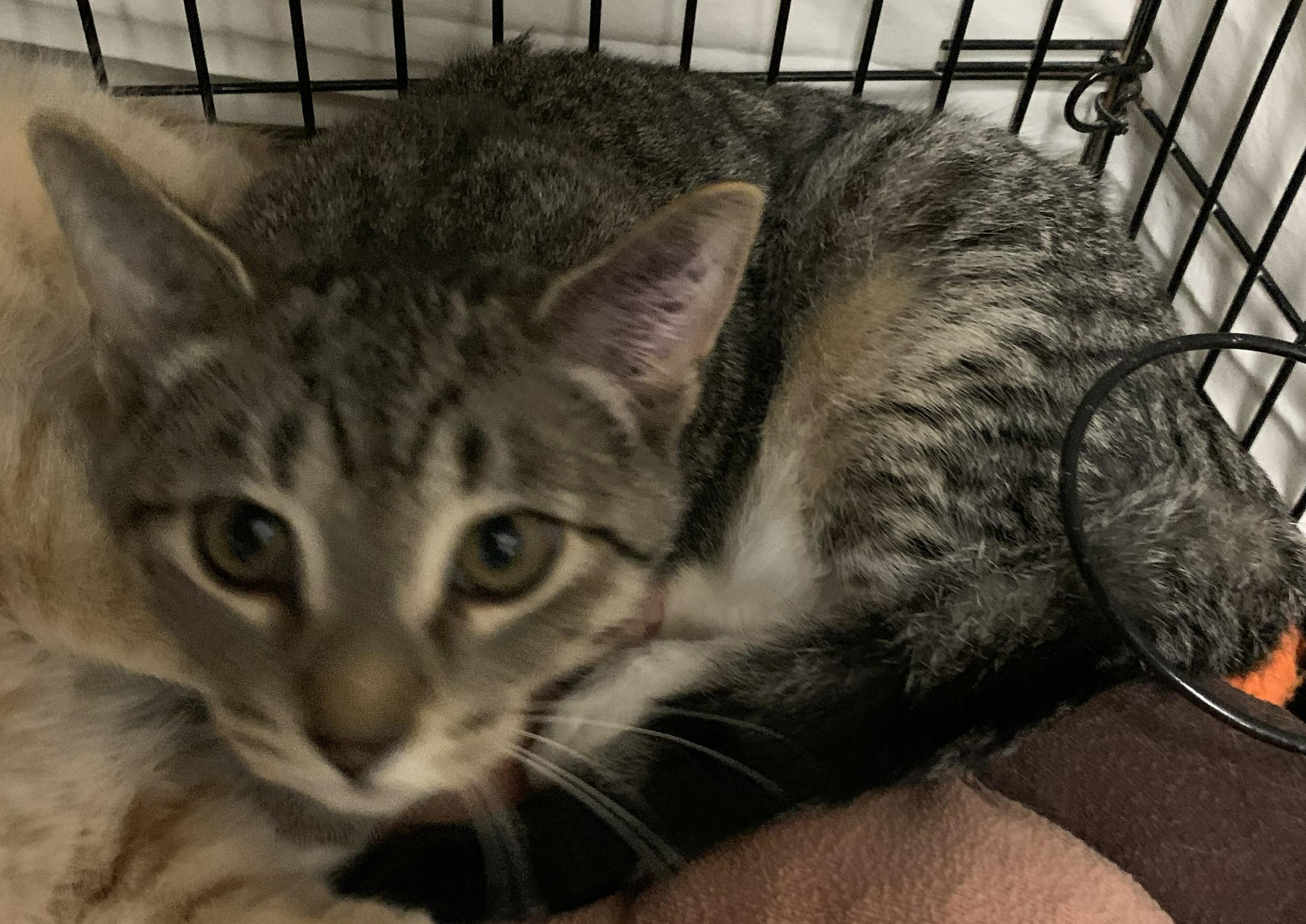 Ticky25, a Adoptable Domestic Short Hair in Milwaukee, WI image 3/5