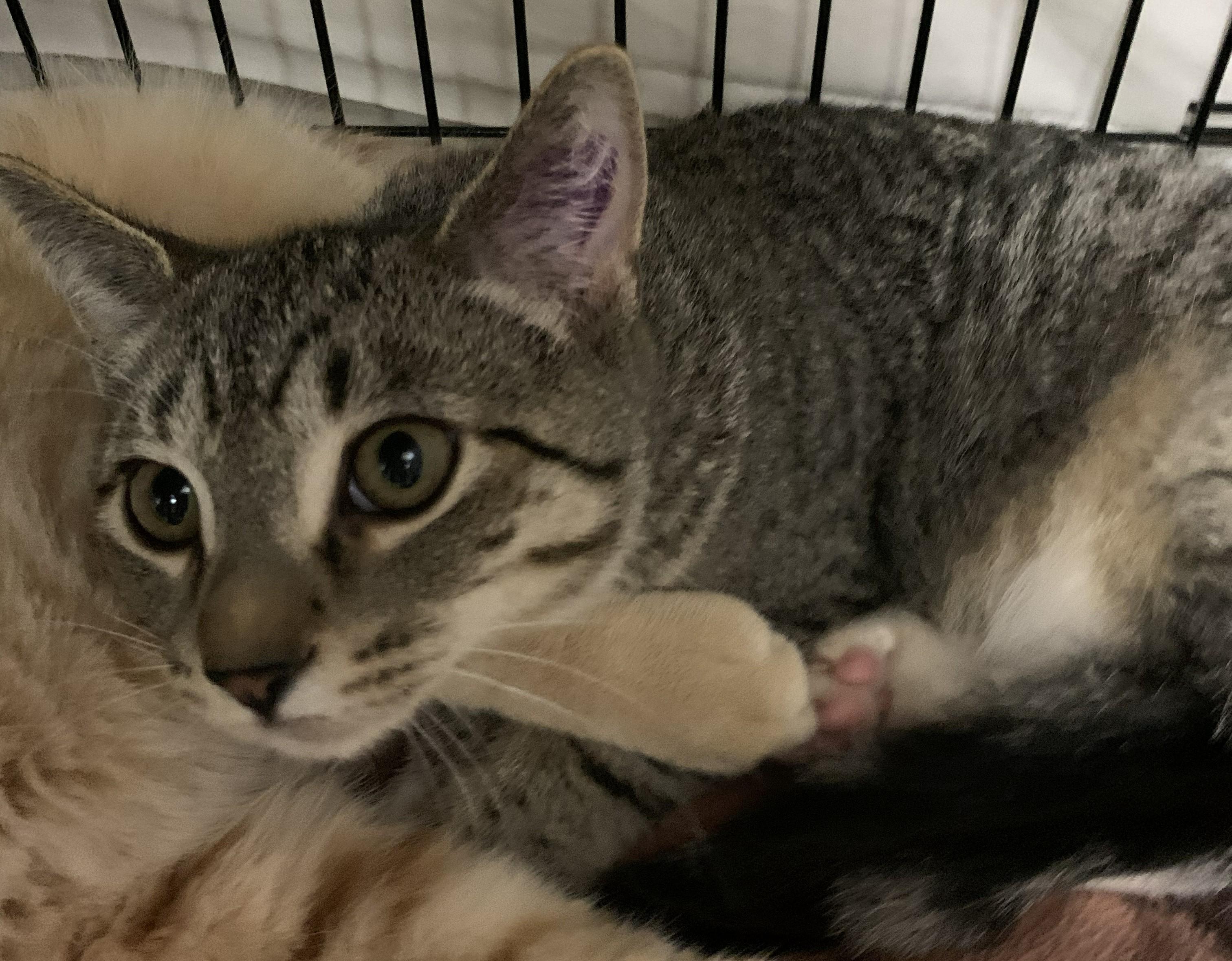 Ticky25, a Adoptable Domestic Short Hair in Milwaukee, WI image 4/5