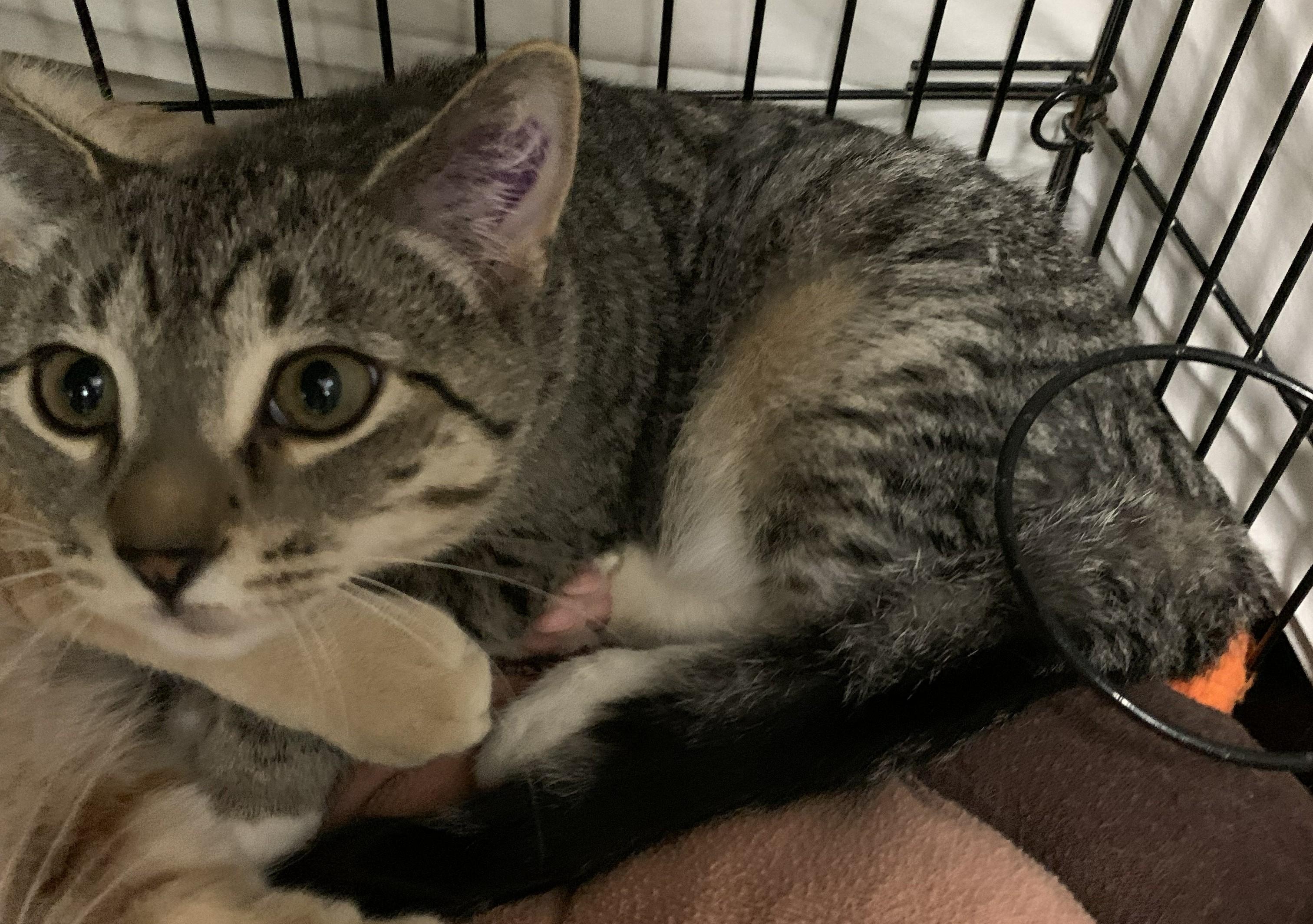 Ticky25, a Adoptable Domestic Short Hair in Milwaukee, WI image 5/5