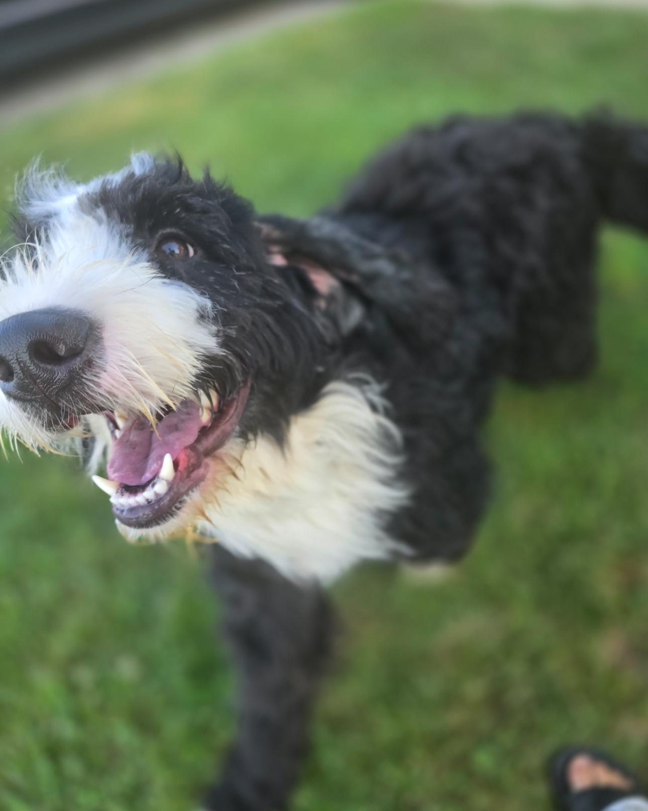 Dog for adoption - Lila! Beautiful girl!, a Bernadoodle in RUSSIAVILLE ...