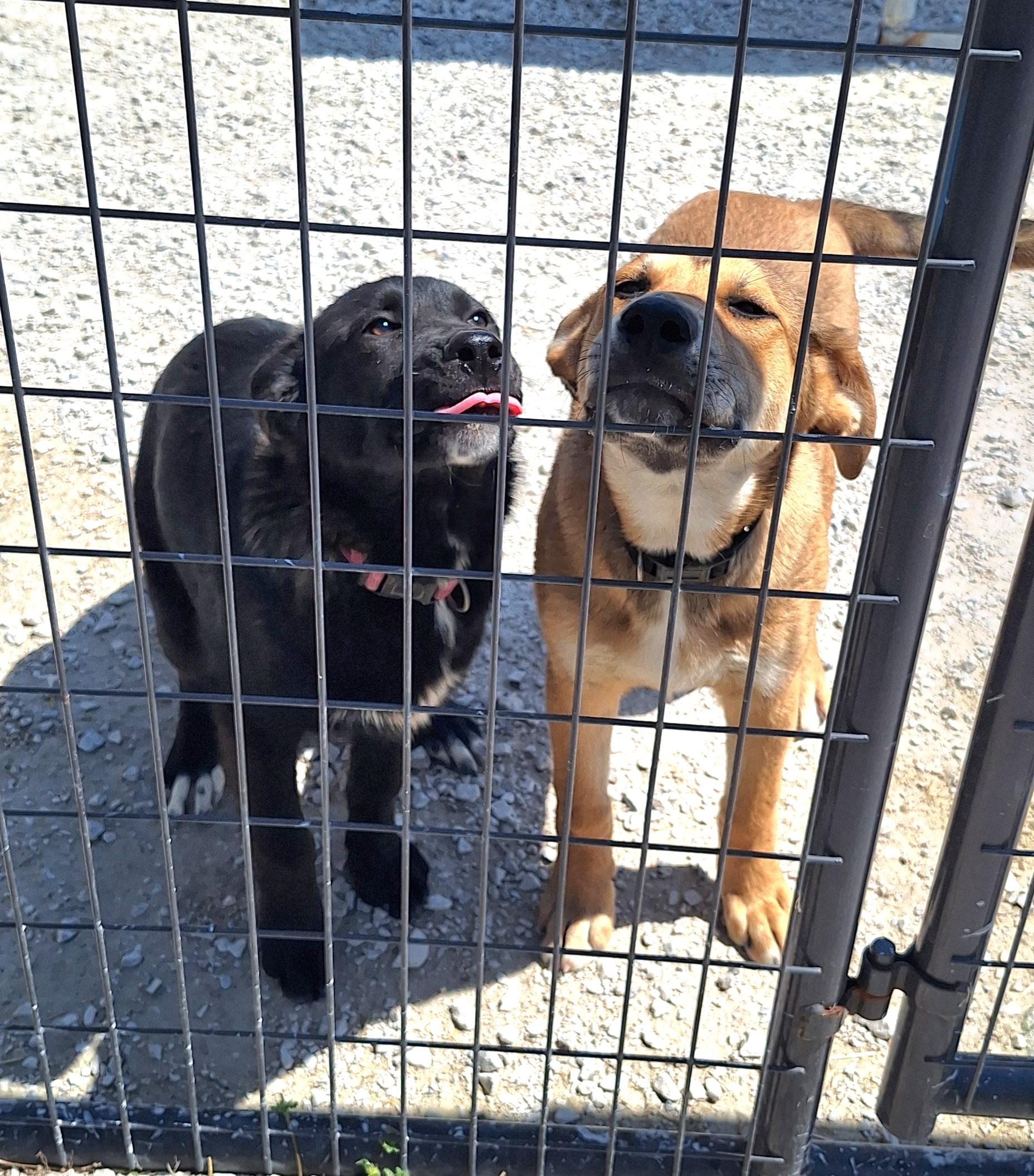 Enlarge Little Chief, a ADOPTABLE mixed breed in Stanton, KY image 6/6