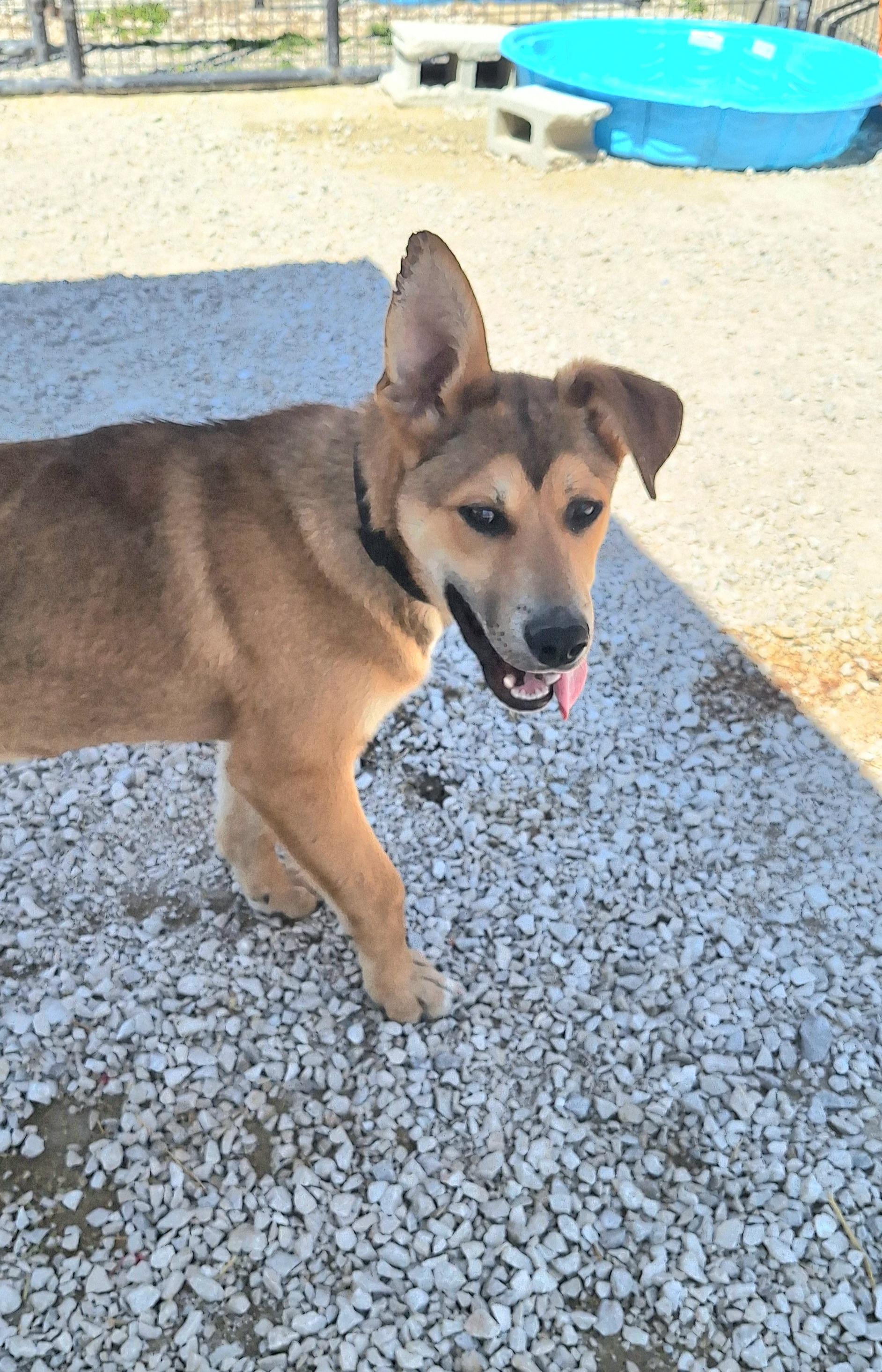 Enlarge Little Chief, a ADOPTABLE mixed breed in Stanton, KY image 3/6