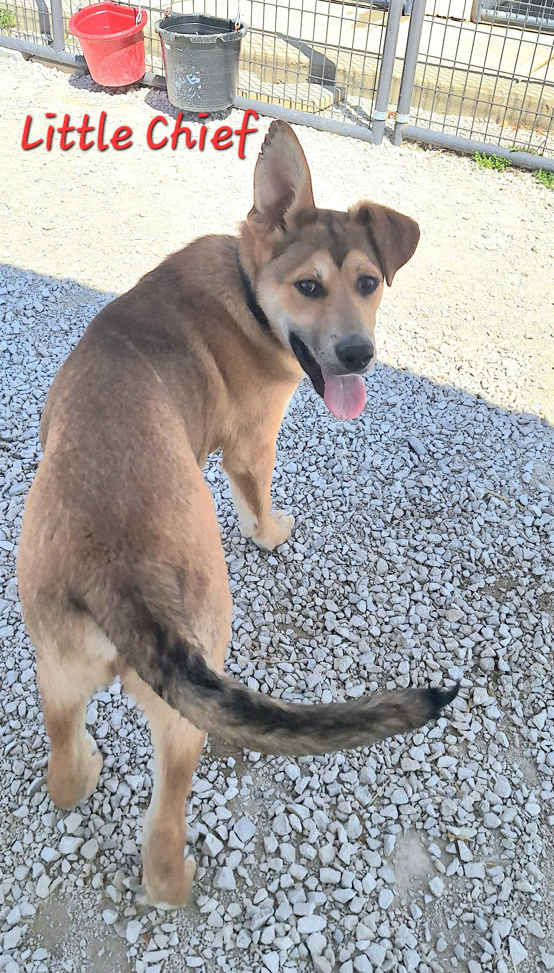 Enlarge Little Chief, a ADOPTABLE mixed breed in Stanton, KY image 5/6