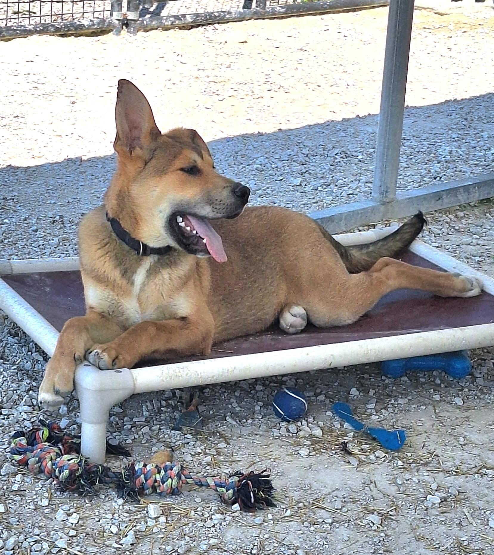 Enlarge Little Chief, a ADOPTABLE mixed breed in Stanton, KY image 2/6