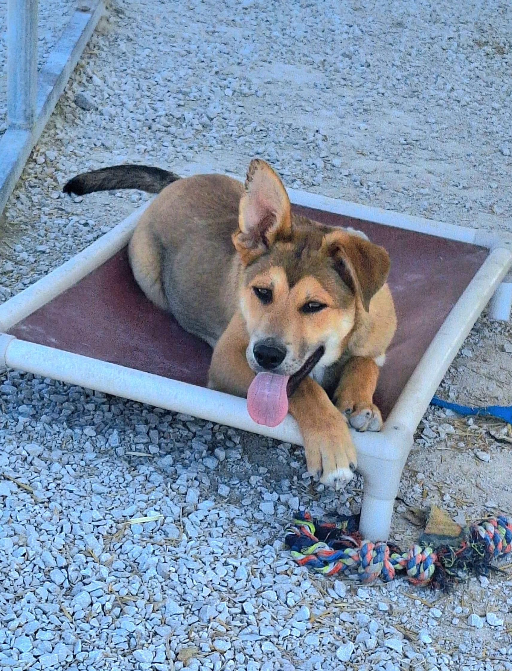 Enlarge Little Chief, a ADOPTABLE mixed breed in Stanton, KY image 4/6