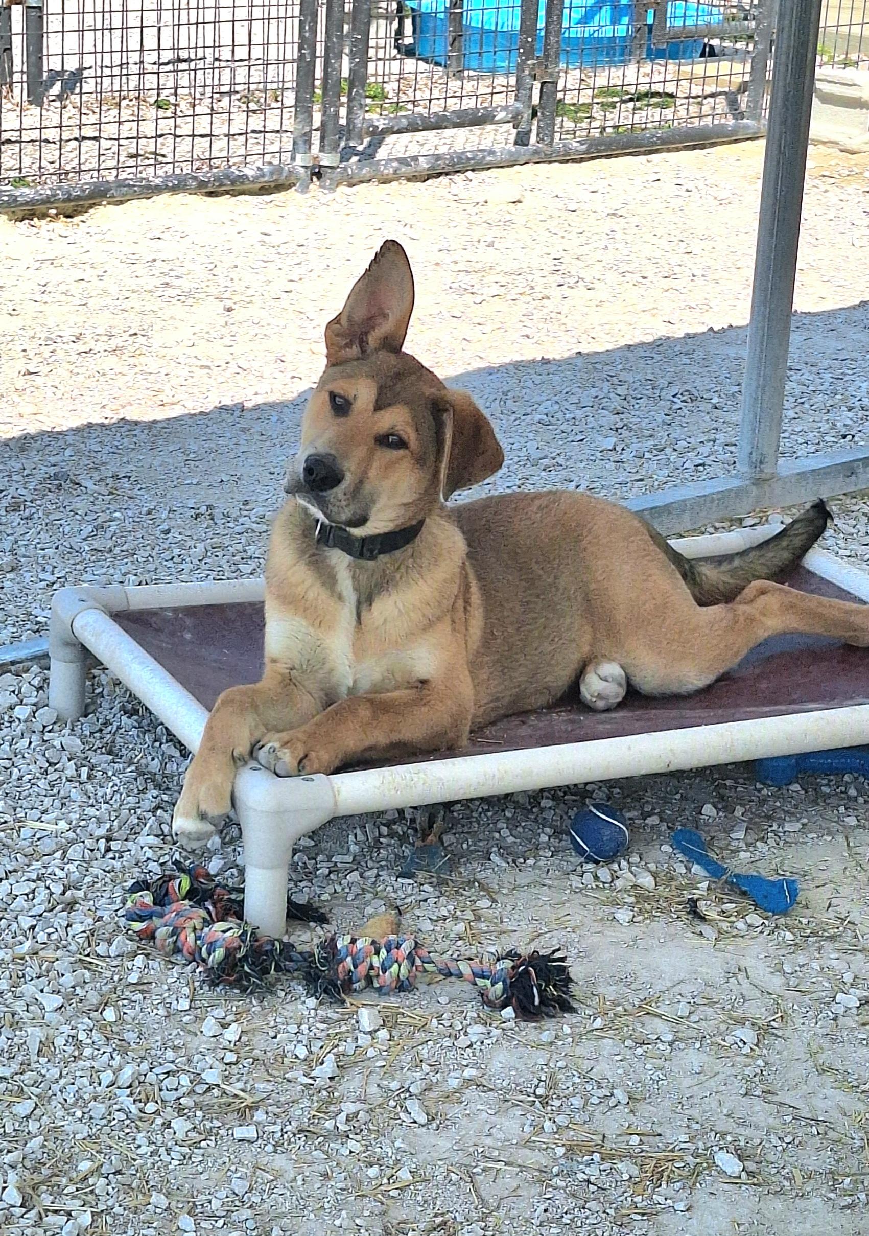 Little Chief, ADOPTABLE, Young Male Shepherd.