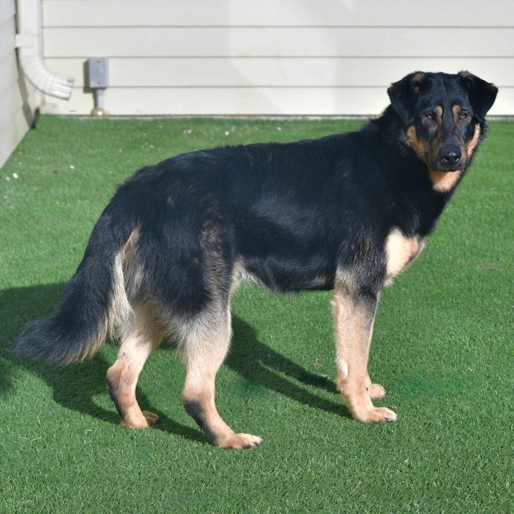 Enlarge Hans, a Adoptable mixed breed in Ottawa, KS image 1/3